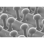 Scotch-Brite_7000120891_1